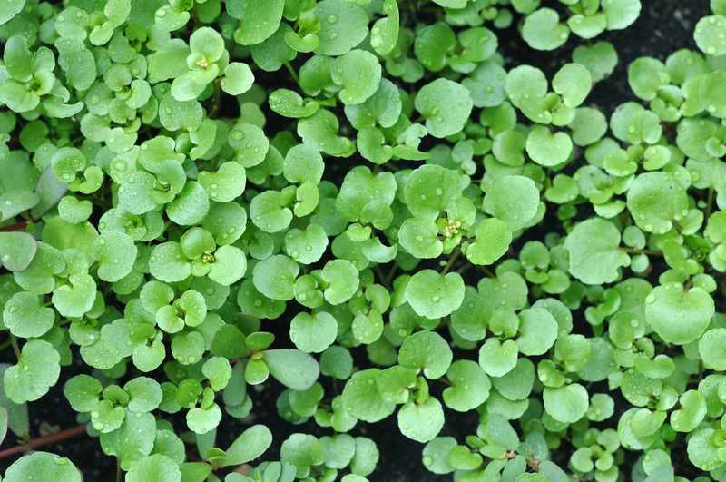 Innovative Approaches to Crafting a Moveable Garden
